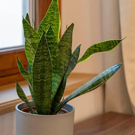 Zanobi 45 Guest house 3*