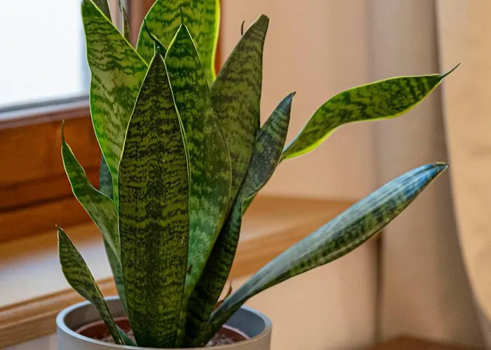 Zanobi 45 Gasthuis 3*